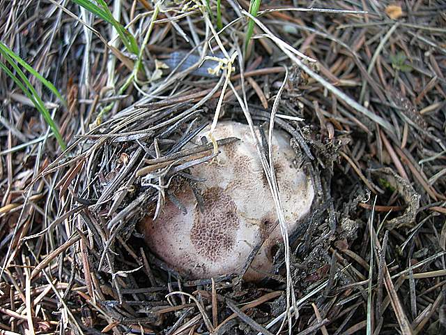 Funghi degli areali esposti